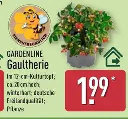 Aldi Nord GARDENLINE Gaultherie Angebot