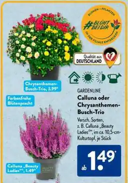 Aldi Süd Calluna oder Chrysanthemen-Busch-Trio Angebot