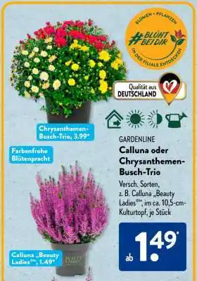 Aldi Süd Calluna oder Chrysanthemen-Busch-Trio Angebot