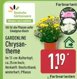 Aldi Nord GARDENLINE Chrysantheme Angebot