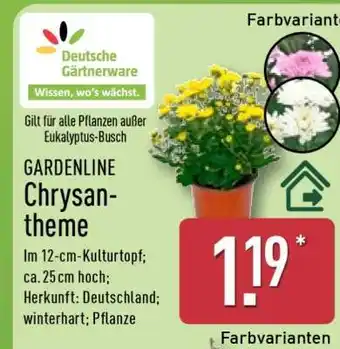 Aldi Nord GARDENLINE Chrysantheme Angebot
