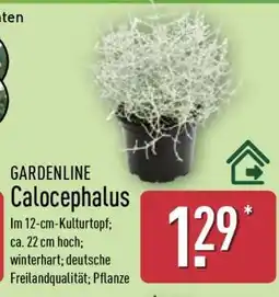 Aldi Nord GARDENLINE Calocephalus Angebot