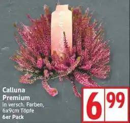 Edeka Calluna Premium Angebot