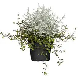 toom Baumarkt toom Stacheldrahtpflanze mit Drahtwein 12 cm Angebot