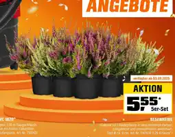 OBI BESENHEIDE Angebot