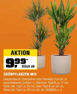 OBI GRÜNPFLANZEN-MIX Angebot