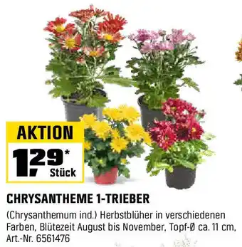 OBI CHRYSANTHEME 1-TRIEBER Angebot