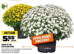 OBI CHRYSANTHEME Angebot