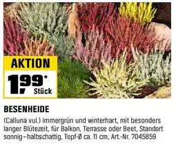 OBI BESENHEIDE Angebot