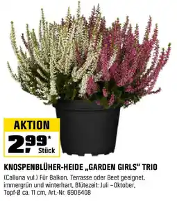 OBI KNOSPENBLÜHER-HEIDE „GARDEN GIRLS" TRIO Angebot
