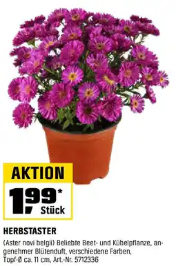 OBI HERBSTASTER Angebot