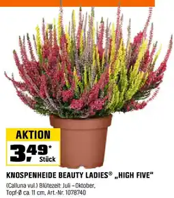 OBI KNOSPENHEIDE BEAUTY LADIES ,,HIGH FIVE" Angebot