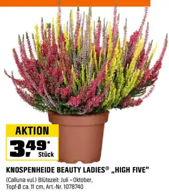 OBI KNOSPENHEIDE BEAUTY LADIES ,,HIGH FIVE" Angebot