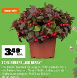 OBI SCHEINBEERE ,,BIG BERRY" Angebot