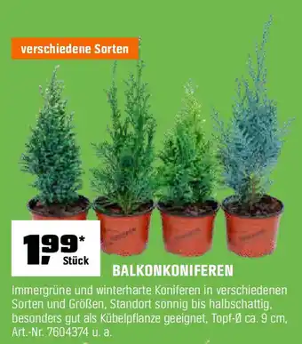OBI BALKONKONIFEREN Angebot