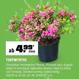 OBI TORFMYRTHE Angebot