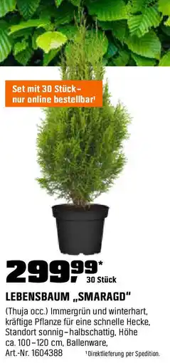 OBI LEBENSBAUM ,,SMARAGD" Angebot