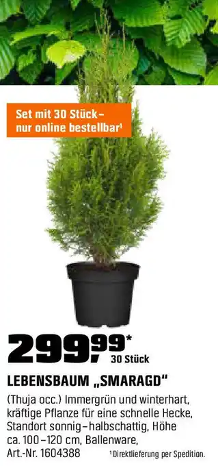 OBI LEBENSBAUM ,,SMARAGD" Angebot