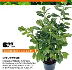 OBI KIRSCHLORBEER Angebot