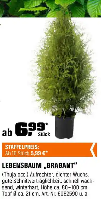 OBI LEBENSBAUM ,,BRABANT" Angebot