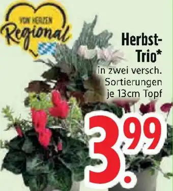 Edeka Herbst Trio Angebot