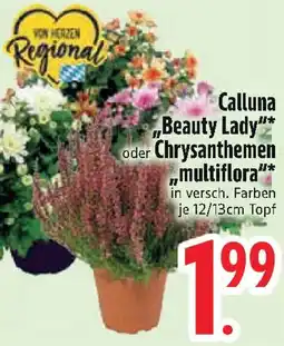 Edeka Calluna „Beauty Lady" oder Chrysanthemen multiflora Angebot