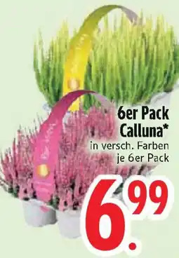 Edeka 6er Pack Calluna Angebot