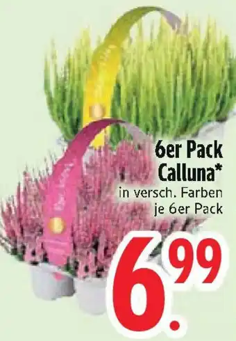 Edeka 6er Pack Calluna Angebot