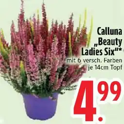Edeka Calluna „Beauty Ladies Six" Angebot