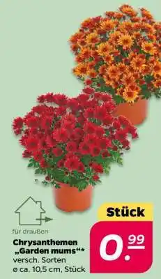NETTO Chrysanthemen „Garden mums“ Angebot