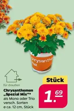 NETTO Chrysanthemen Spezial-Mix Angebot