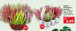 Kaufland Calluna-Schale oder 6er-Tray Angebot