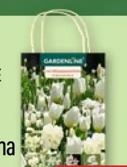 Aldi Nord Gardenline Herbst-Blumenzwiebeln Angebot