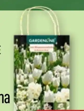 Aldi Nord Gardenline Herbst-Blumenzwiebeln Angebot