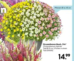 Hellweg Chrysanthemen-busch trio Angebot