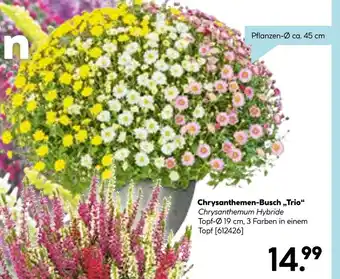 Hellweg Chrysanthemen-busch trio Angebot
