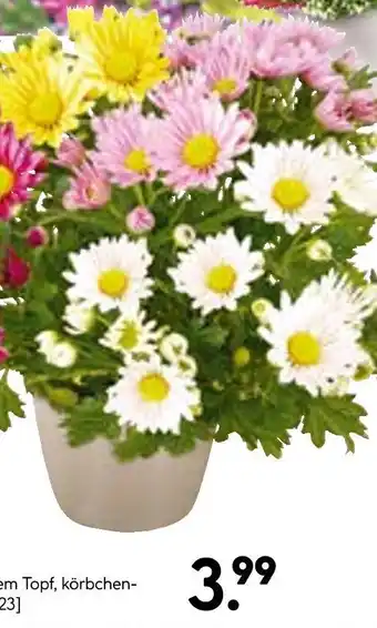 Hellweg Blumen im topf Angebot