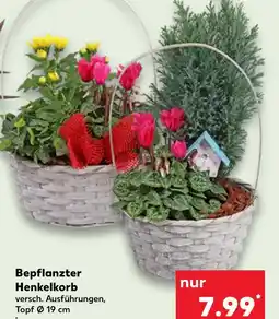 Kaufland Bepflanzter henkelkorb Angebot