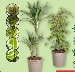 Aldi Nord Gardenline Grünpflanze Angebot