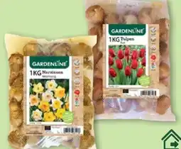 Aldi Nord Gardenline Narzissenzwiebeln Angebot