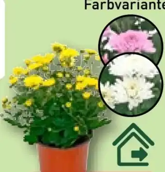 Aldi Nord Gardenline Chrysanthemen Angebot