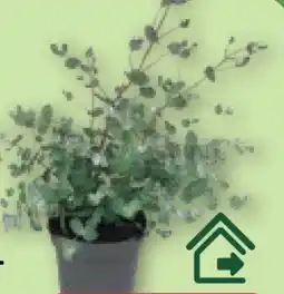 Aldi Nord Gardenline Eukalyptus-­Busch Angebot