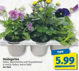 NP Discount Heidegarten Angebot