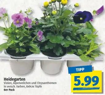 NP Discount Heidegarten Angebot