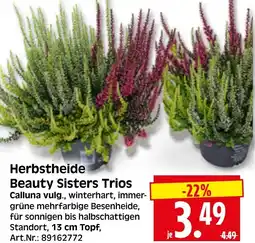 Herkules Baumarkt Herbstheide Beauty Sisters Trios Angebot