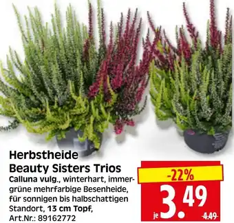 Herkules Baumarkt Herbstheide Beauty Sisters Trios Angebot