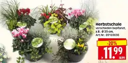 Herkules Baumarkt Herbstschale Angebot