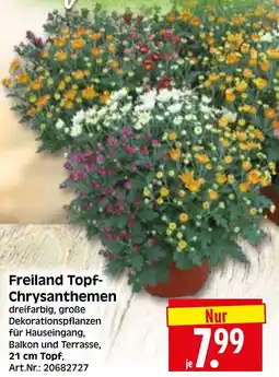Herkules Baumarkt Freiland Topf Chrysanthemen Angebot