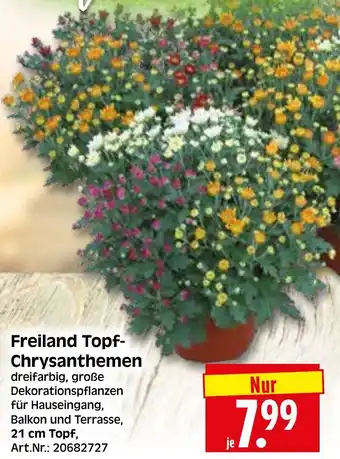 Herkules Baumarkt Freiland Topf Chrysanthemen Angebot