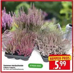 Herkules Baumarkt Sommer-Herbstheide Angebot